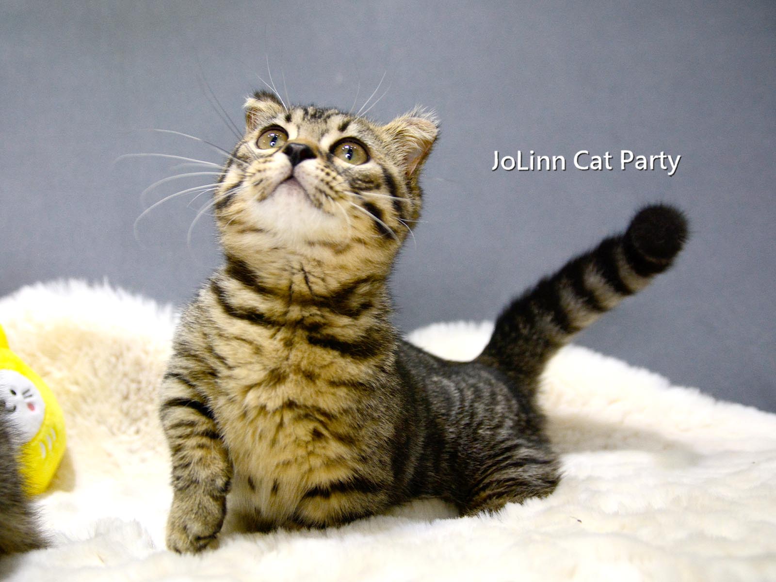 貓咪派對／特殊色 豹紋曼赤肯