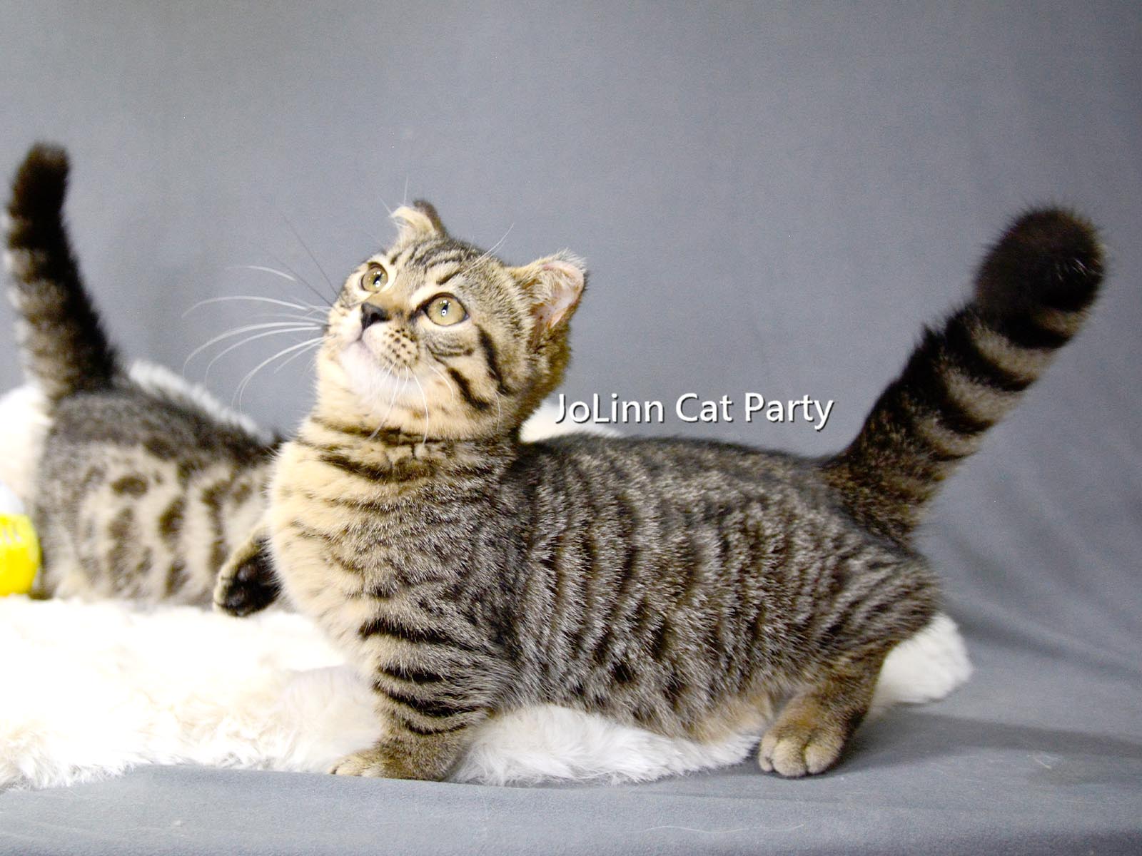 貓咪派對／特殊色 豹紋曼赤肯