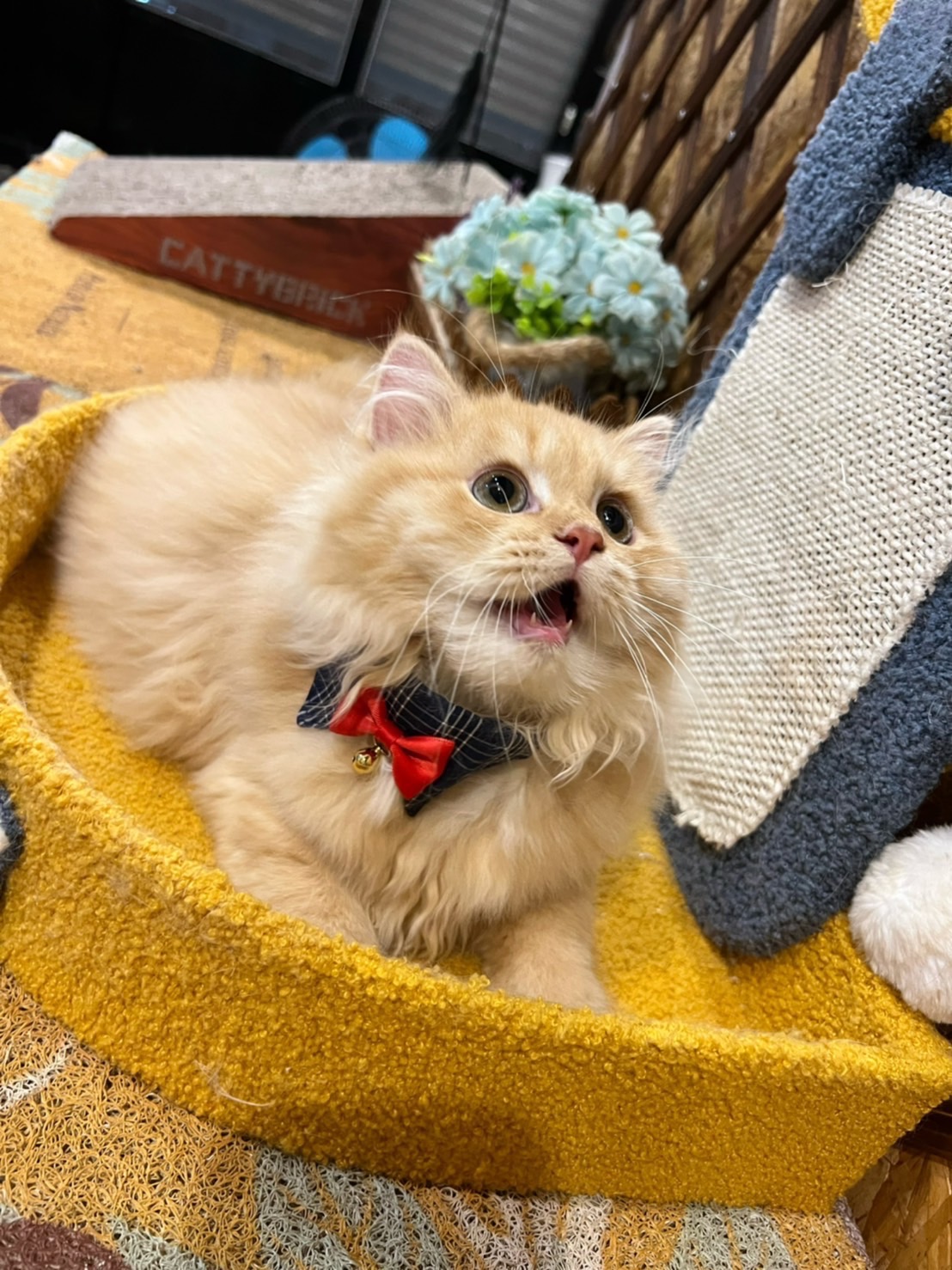 金瑟喵屋／黃金色金吉拉