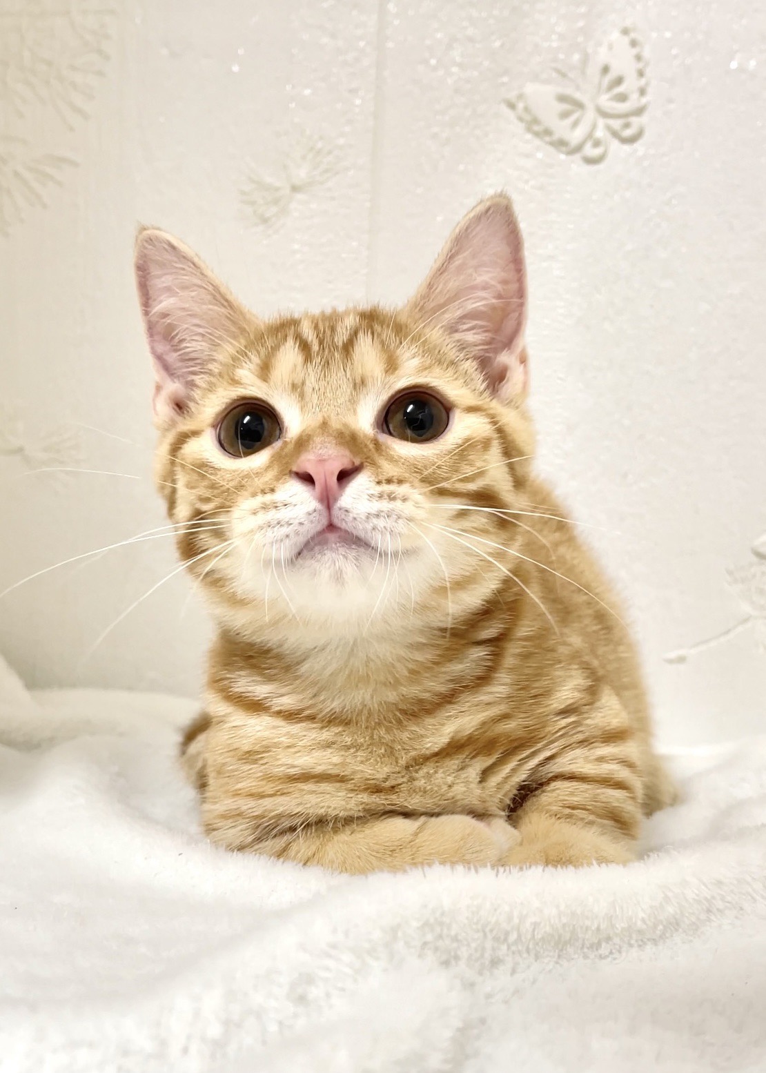 貓咪總動員館／橘紅曼赤肯