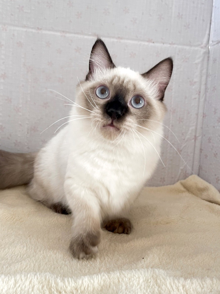 貓咪總動員館／重點曼赤肯