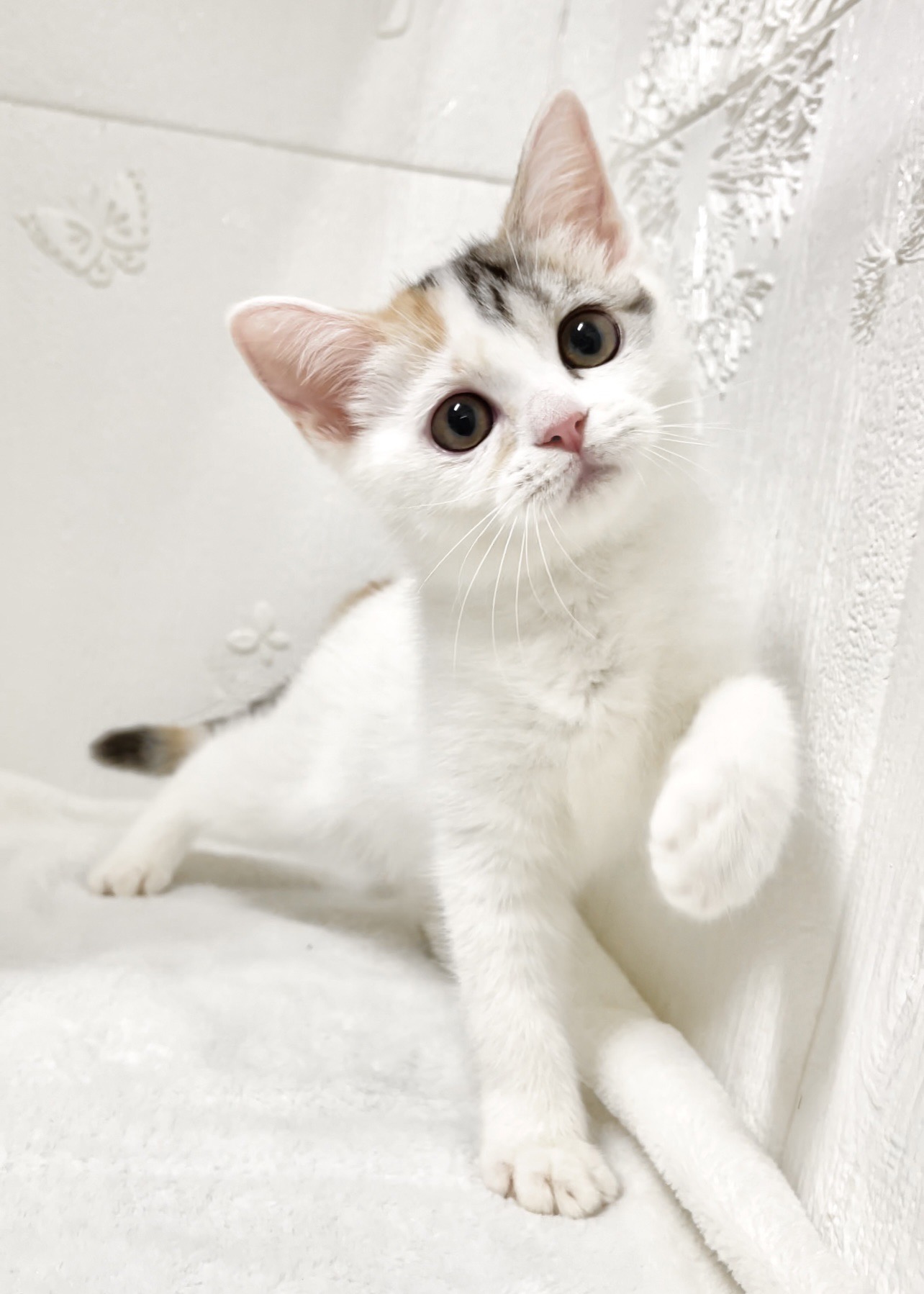 貓咪總動員館／三花美國短毛貓