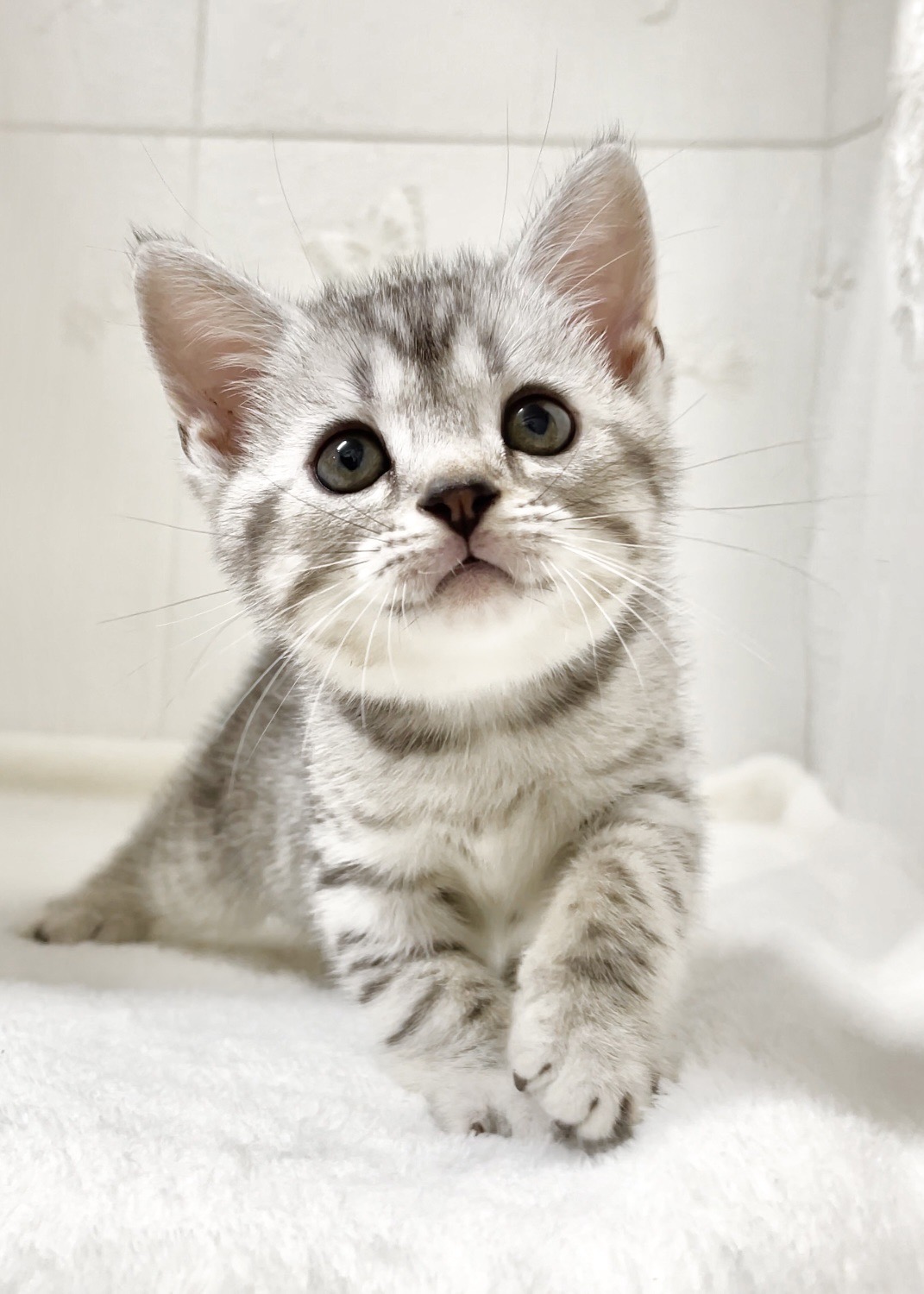 貓咪總動員館／銀白美國短毛貓