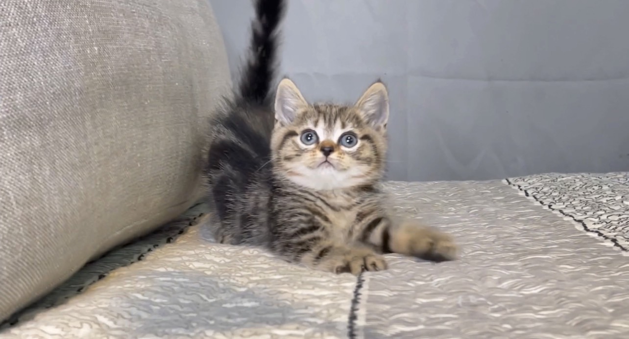 尊爵名皇／螺旋紋美國短毛貓