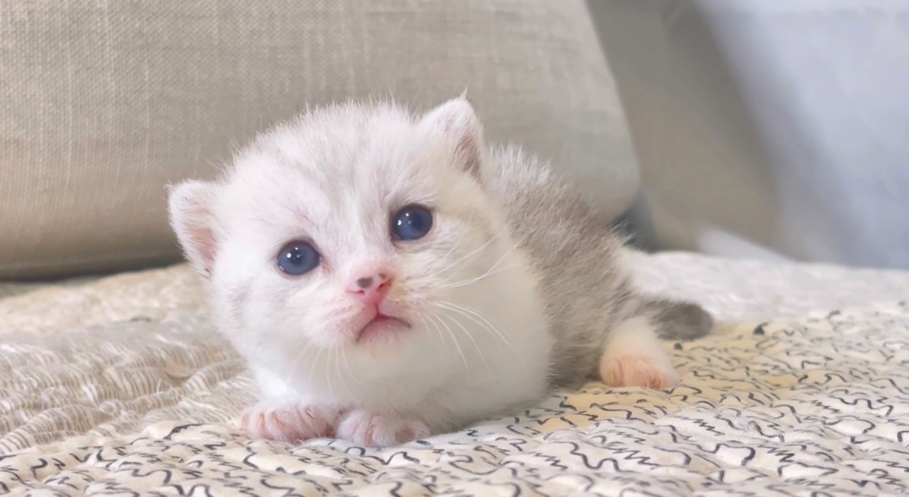 尊爵名皇／加白漸層曼赤肯