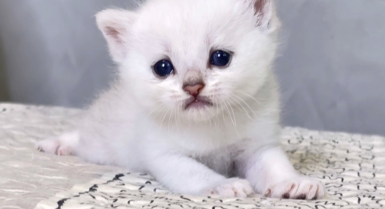 尊爵名皇／銀漸層英國短毛貓