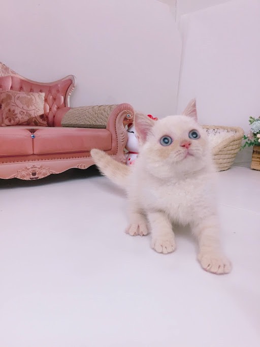 糖果卡通貓舍／奶油水貂英國短毛貓