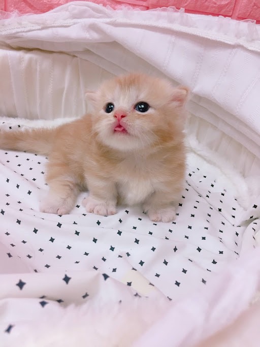 糖果卡通貓舍／金橘色小步舞曲