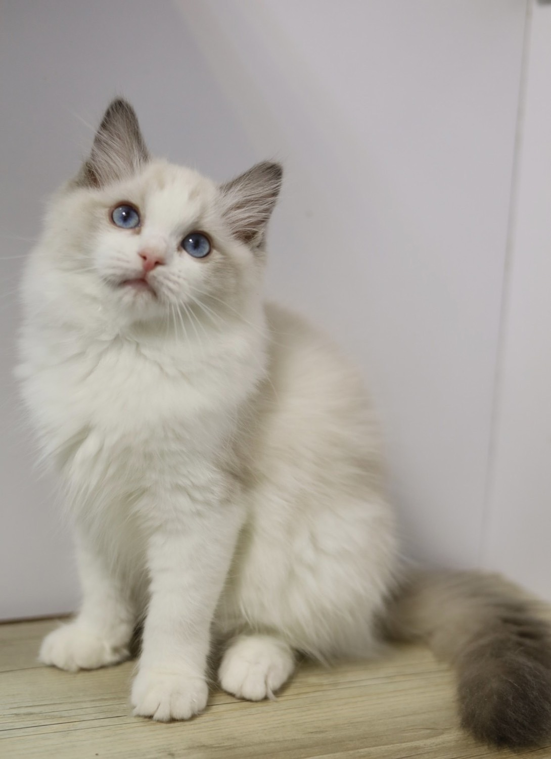 琥珀布偶貓舍／藍雙色布偶貓