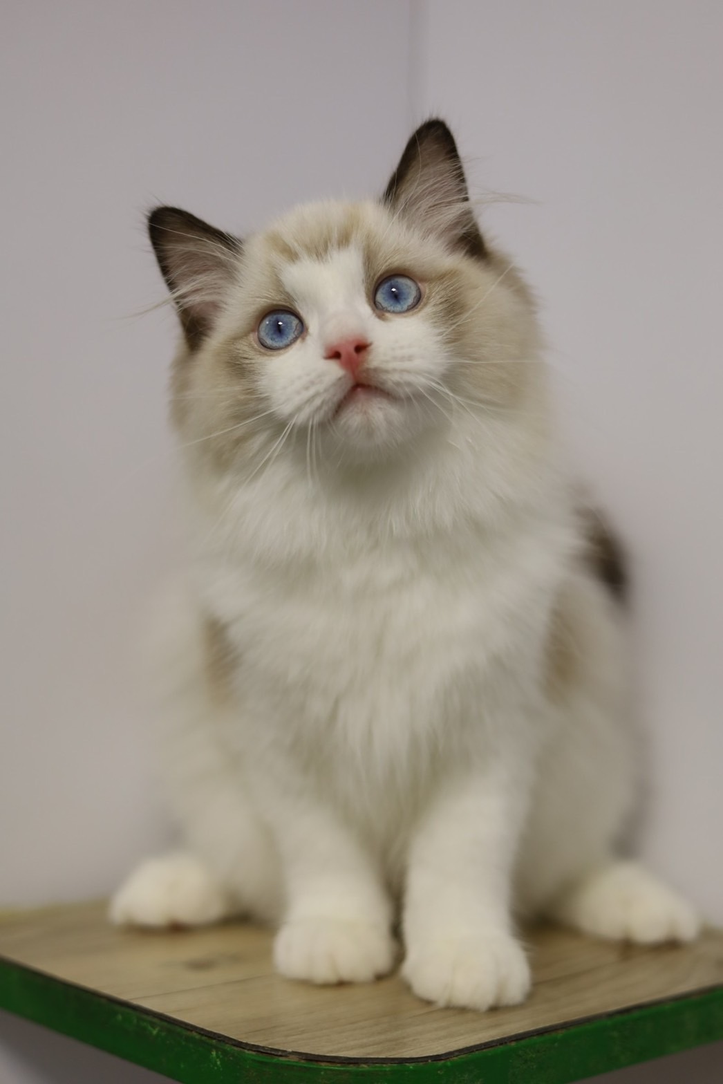 琥珀布偶貓舍／海豹雙色布偶貓