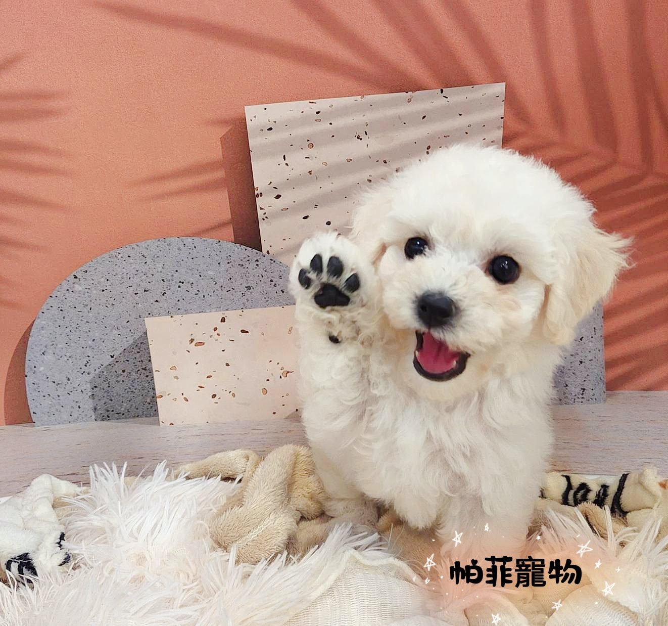 帕菲寵物館／比熊