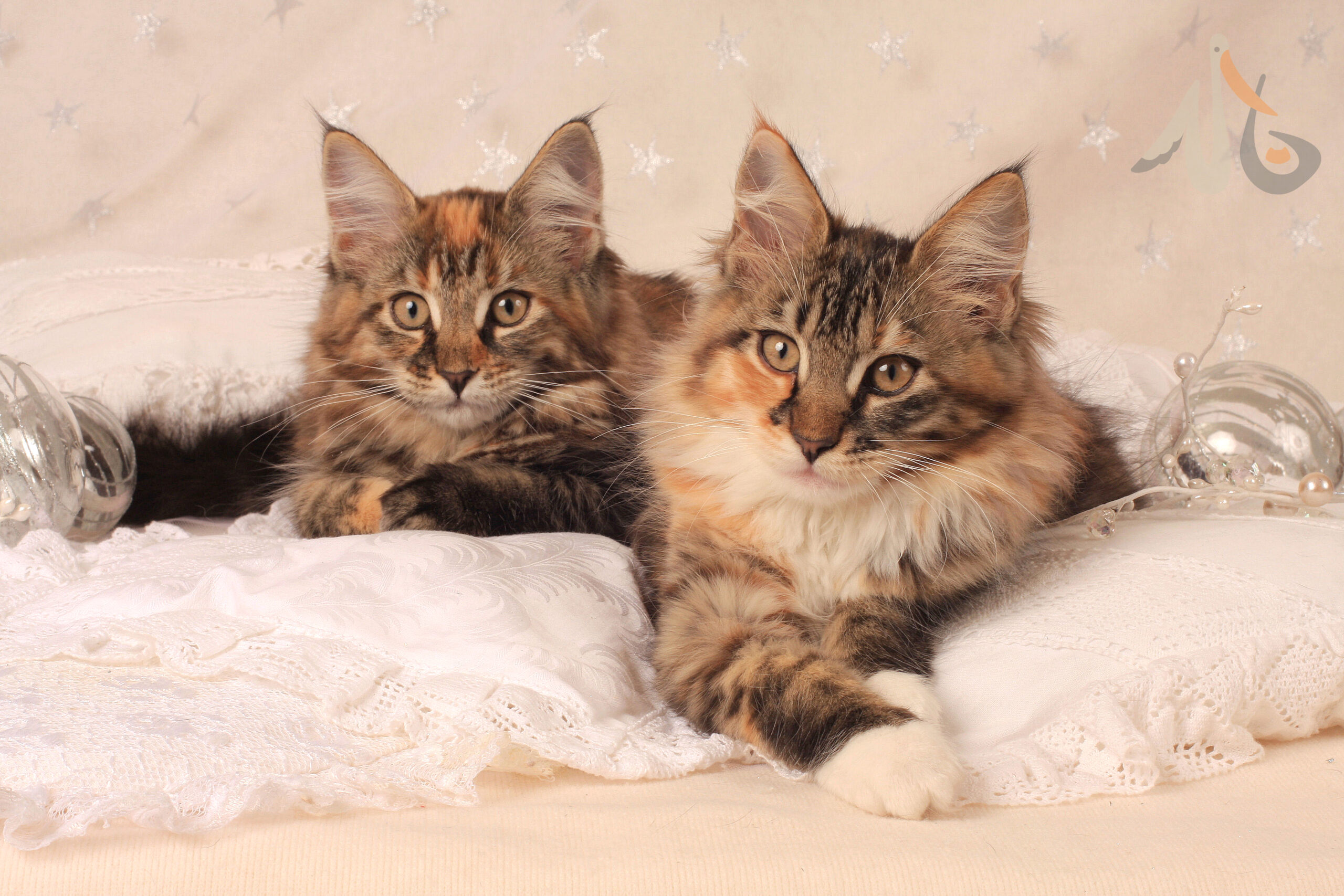 簡單了解挪威森林貓Wegie