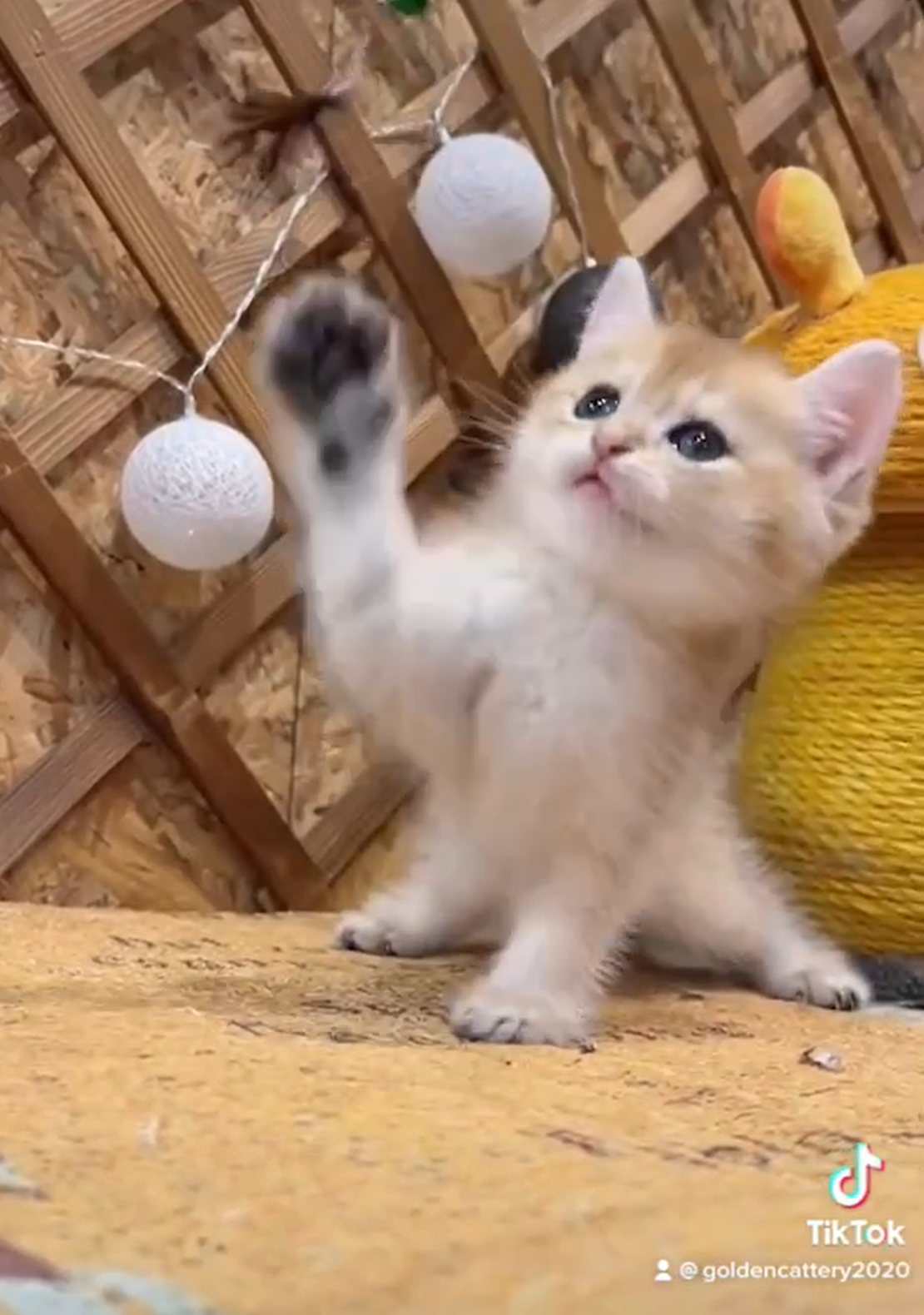 金瑟喵屋／金漸層英國短毛貓