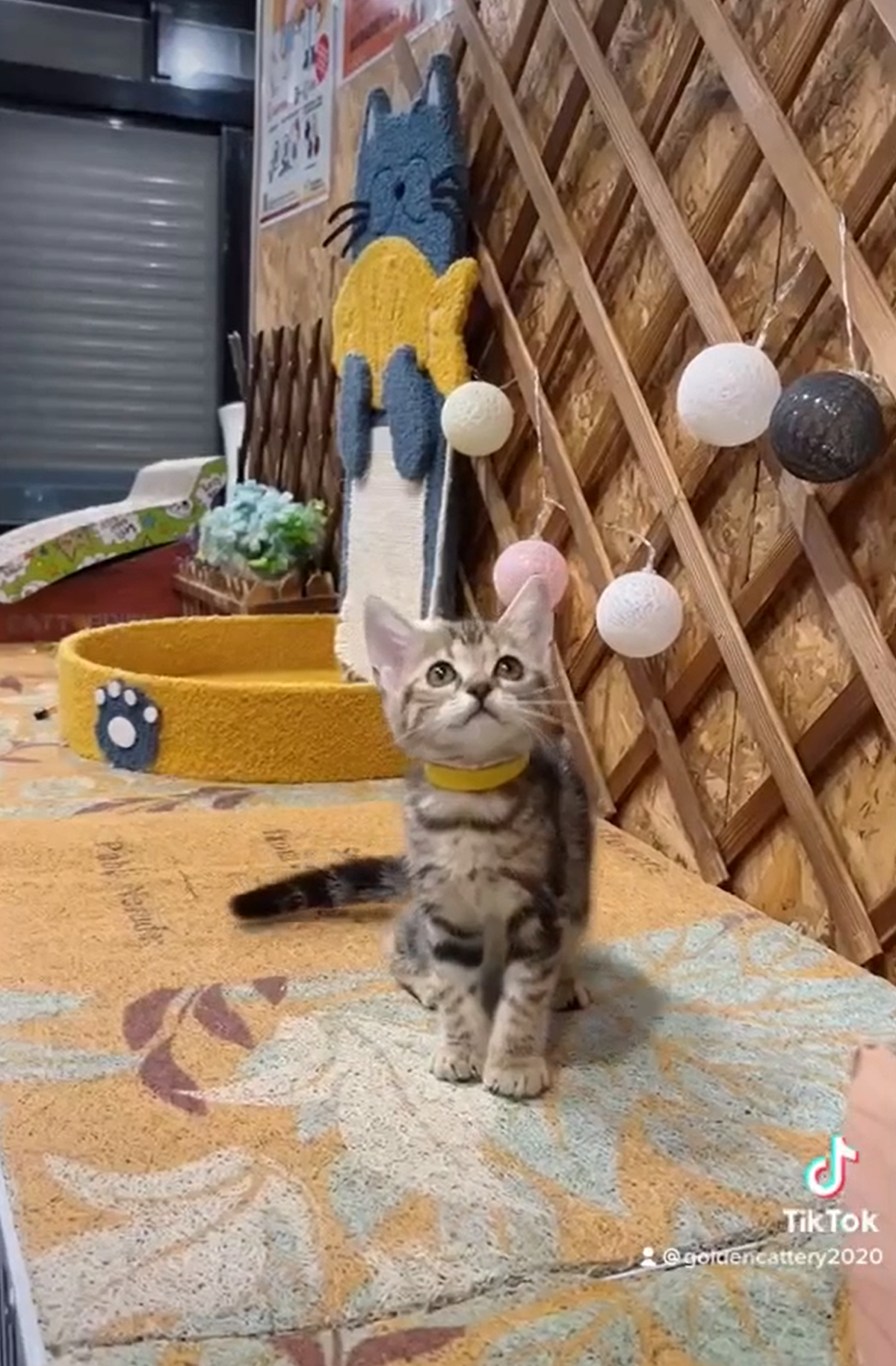 金瑟喵屋／銀白色 古銅色美國短毛貓