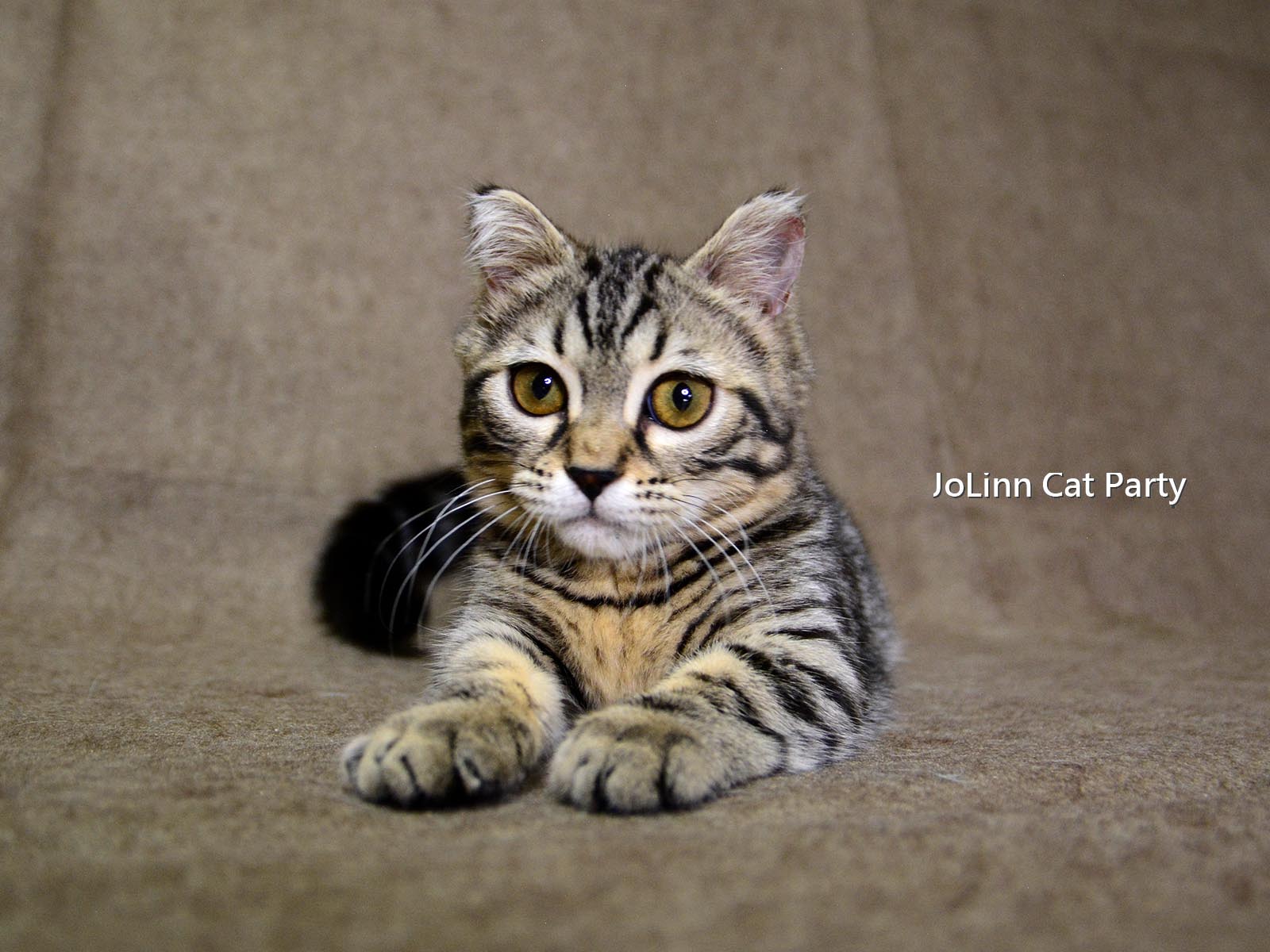 貓咪派對／豹紋曼赤肯