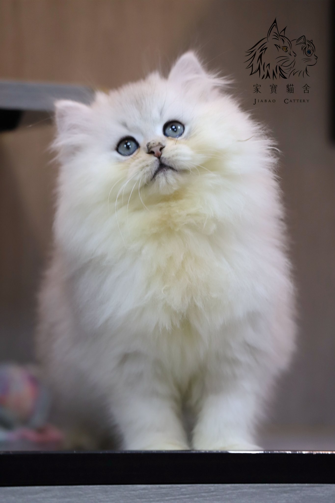 家寶寵物／銀漸層英國長毛貓