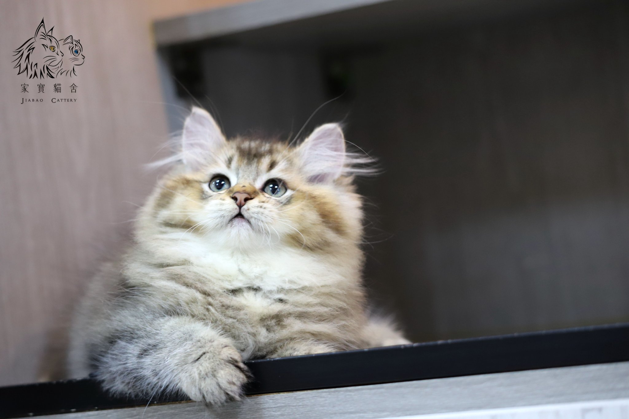 家寶寵物／黑金漸層英國長毛貓