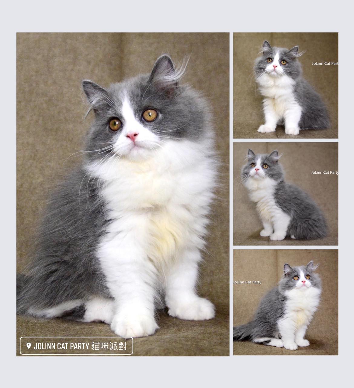 貓咪派對／藍白正賓士英國長毛貓