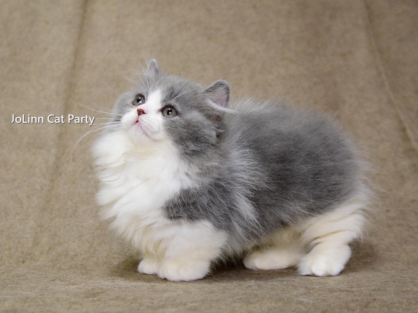 貓咪派對／藍白賓士小步舞曲