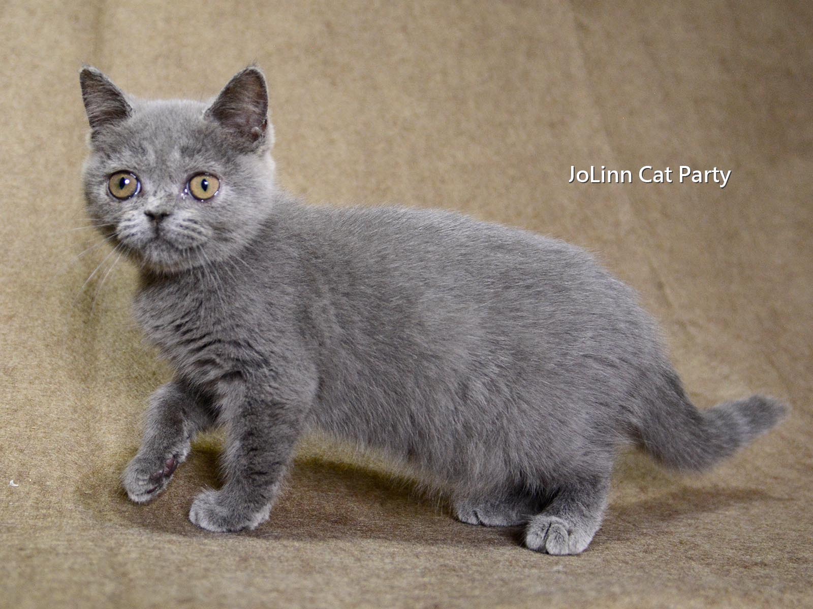 貓咪派對／藍色英國短毛貓