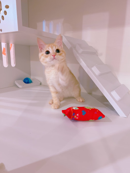 糖果卡通貓舍／奶茶英國短毛貓