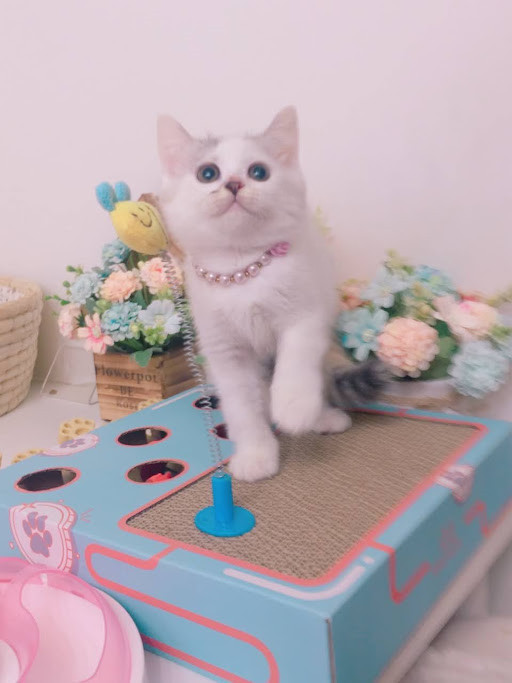 糖果卡通貓舍／梵三花英國短毛貓