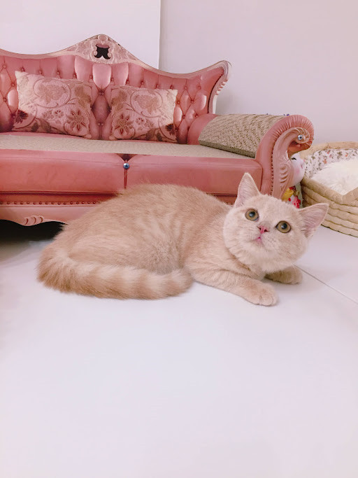 糖果卡通貓舍／奶茶英國短毛貓