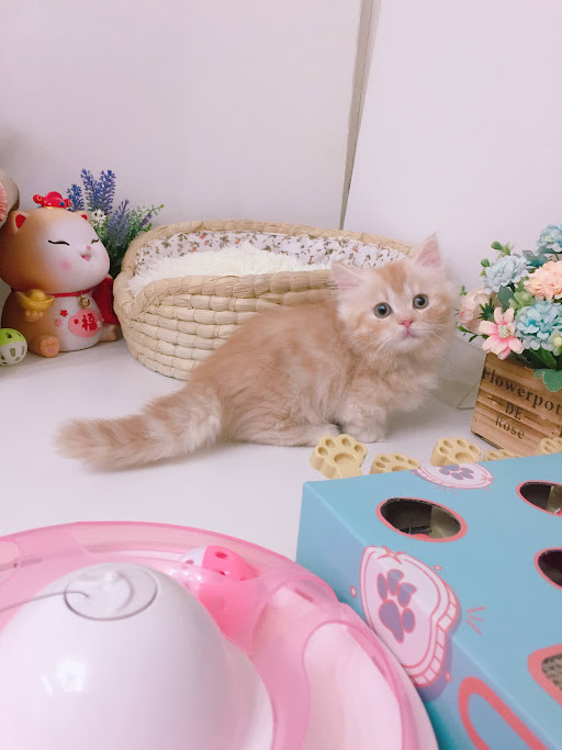 糖果卡通貓舍／橘色小步舞曲