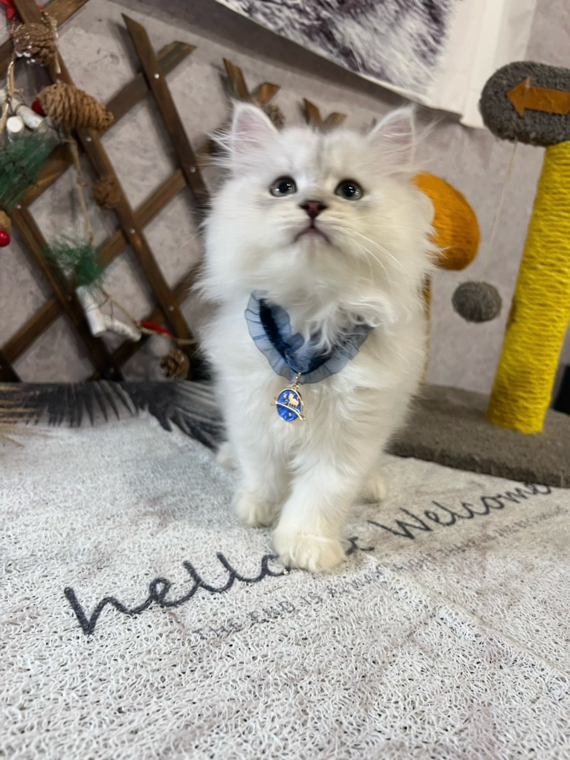 金瑟喵屋／銀白金吉拉