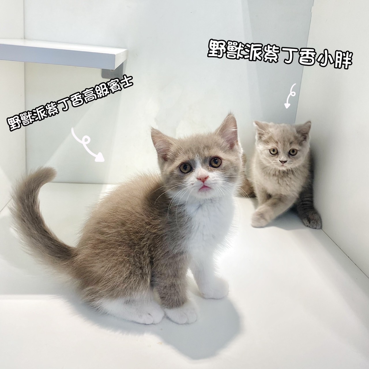 野獸派貓舍／紫丁香英國短毛貓