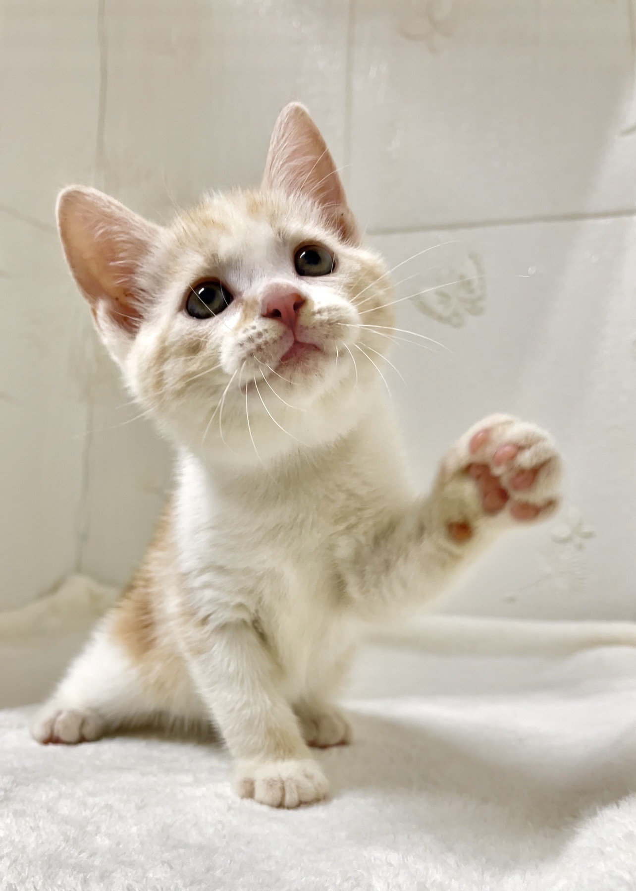 貓咪總動員館／橘白美國短毛貓