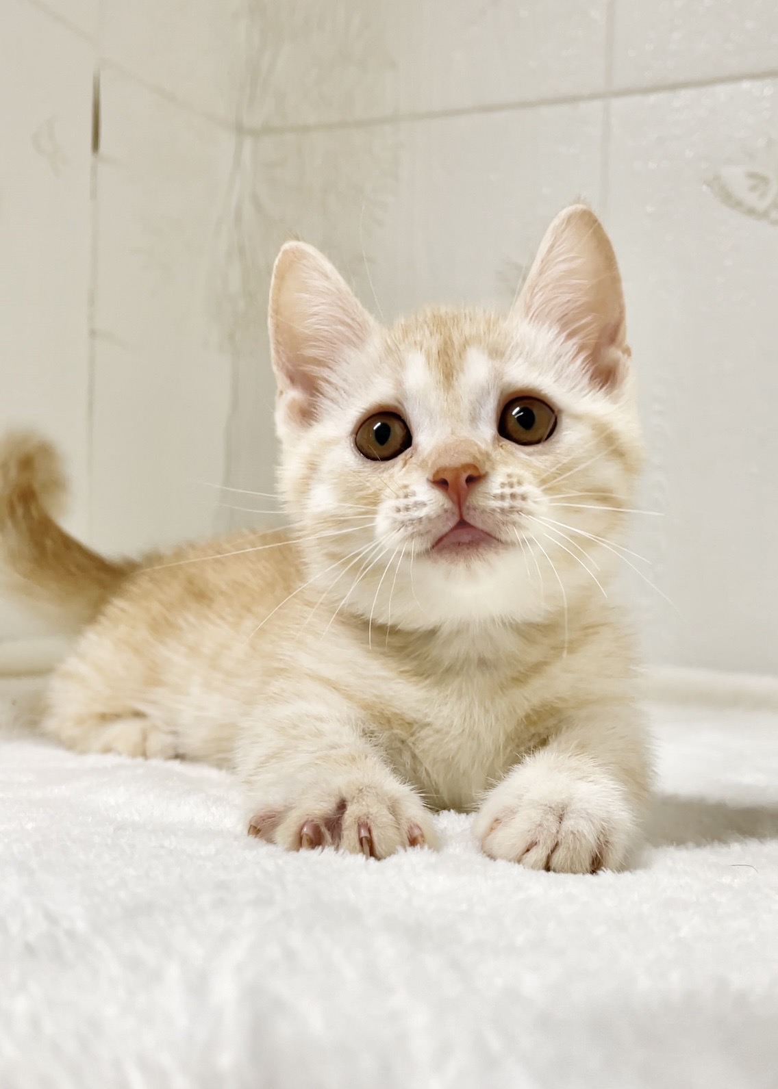 貓咪總動員館／奶油曼赤肯