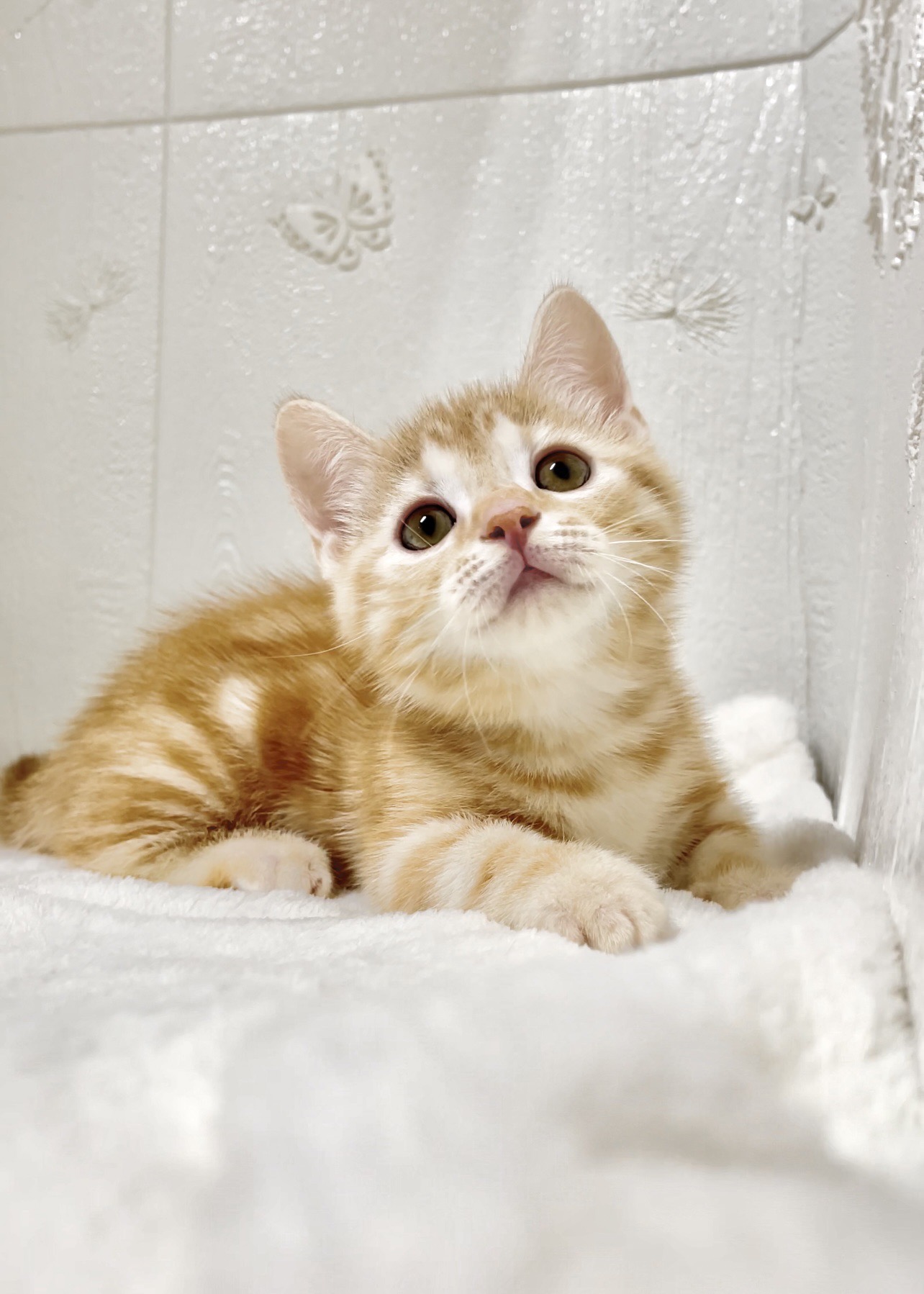 貓咪總動員館／橘紅色曼赤肯