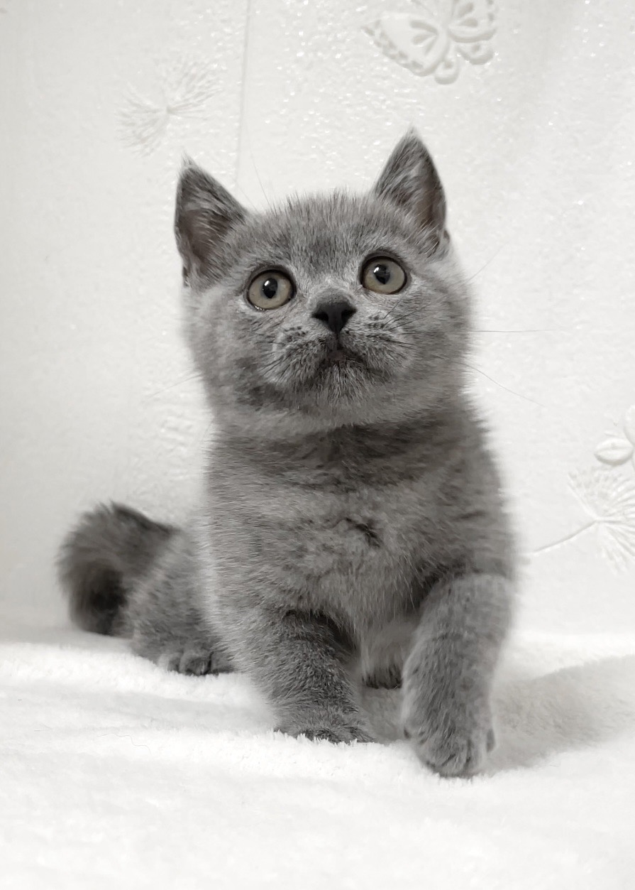 貓咪總動員館／藍色曼赤肯