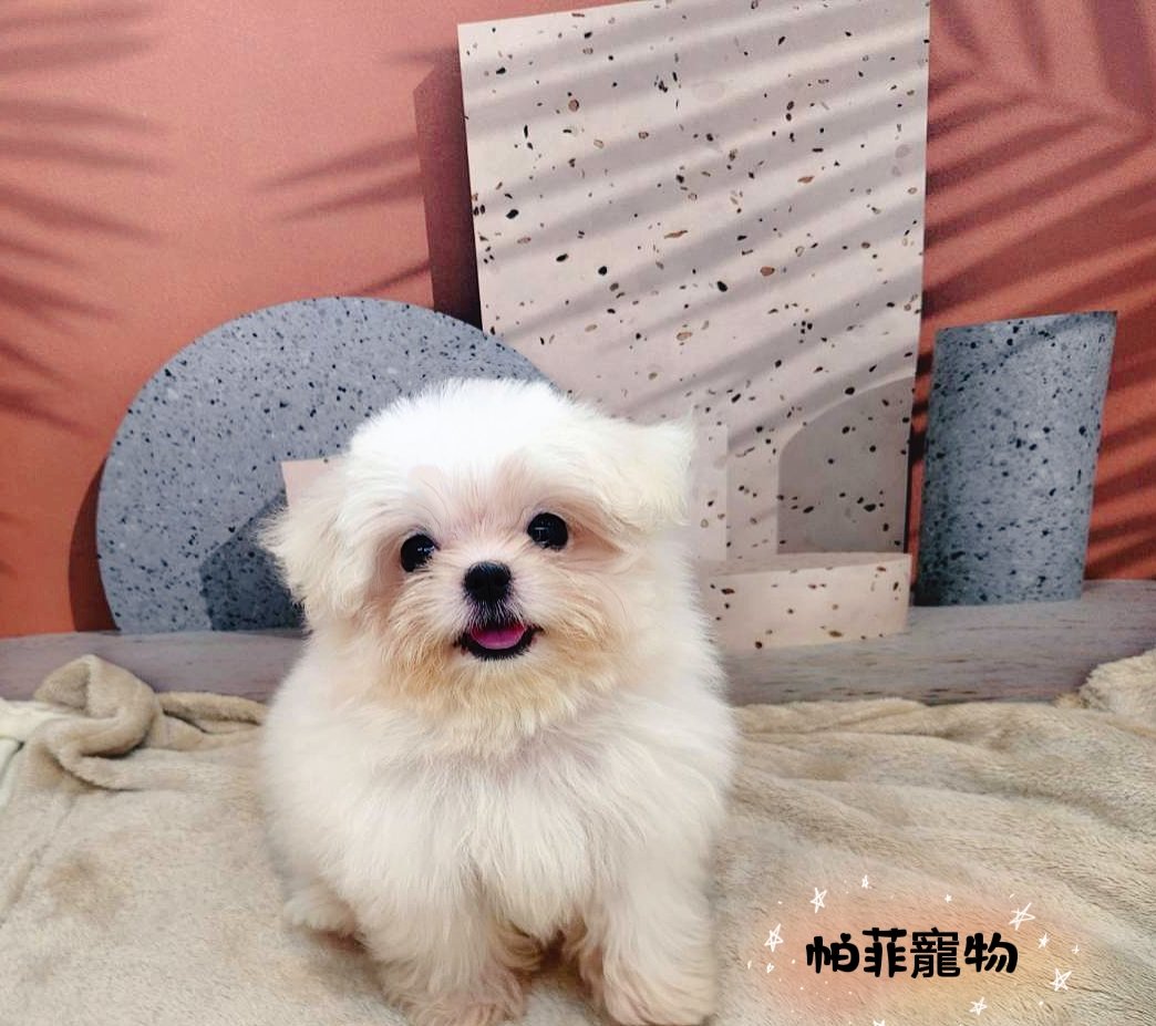 帕菲寵物館／瑪爾濟斯