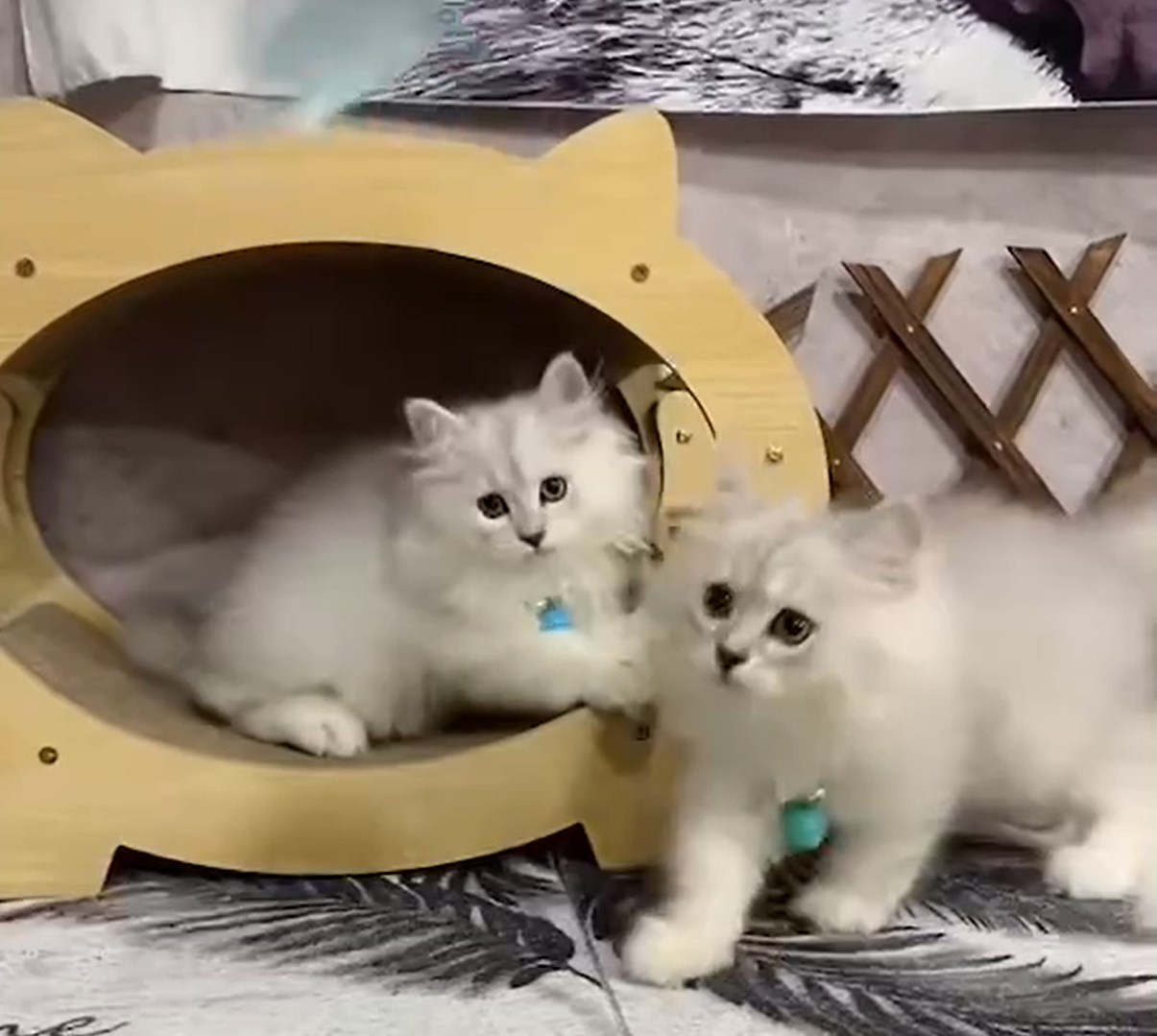 金瑟喵屋／銀白金吉拉