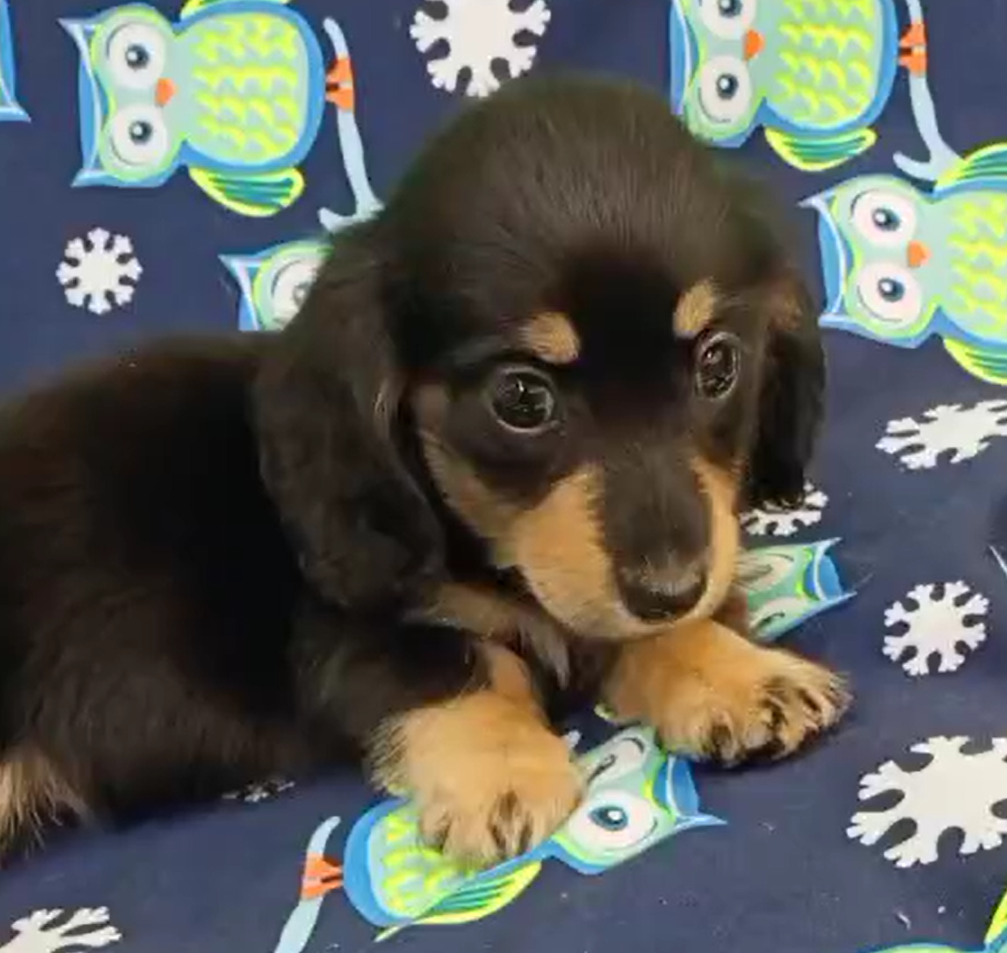 超可愛名犬社／黑四目長毛臘腸狗