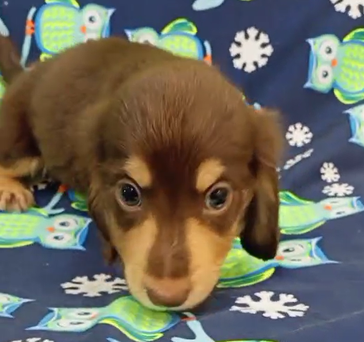 超可愛名犬社／巧奶長毛臘腸狗