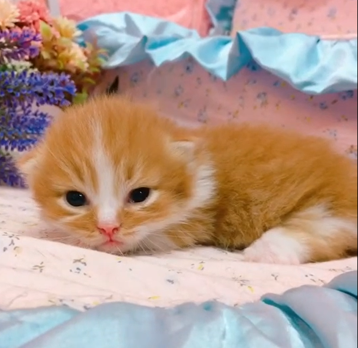 糖果卡通貓舍／橘白小步舞曲