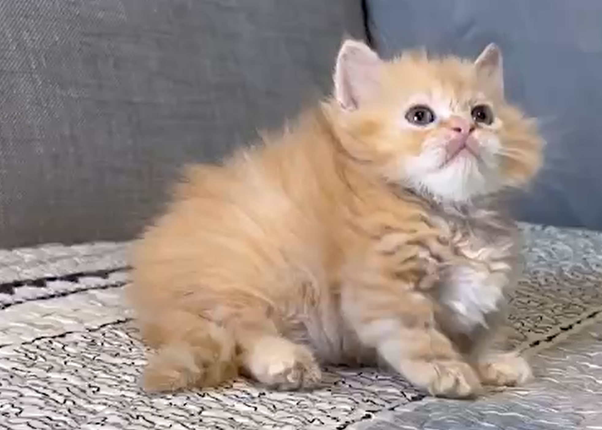 尊爵名皇／橘金漸層小步舞曲