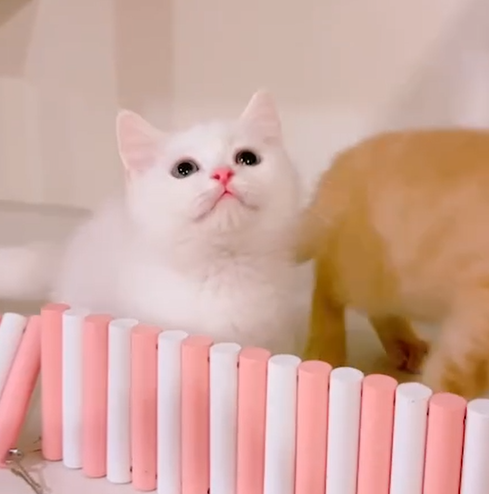 糖果卡通貓舍／英短 布偶 曼赤肯