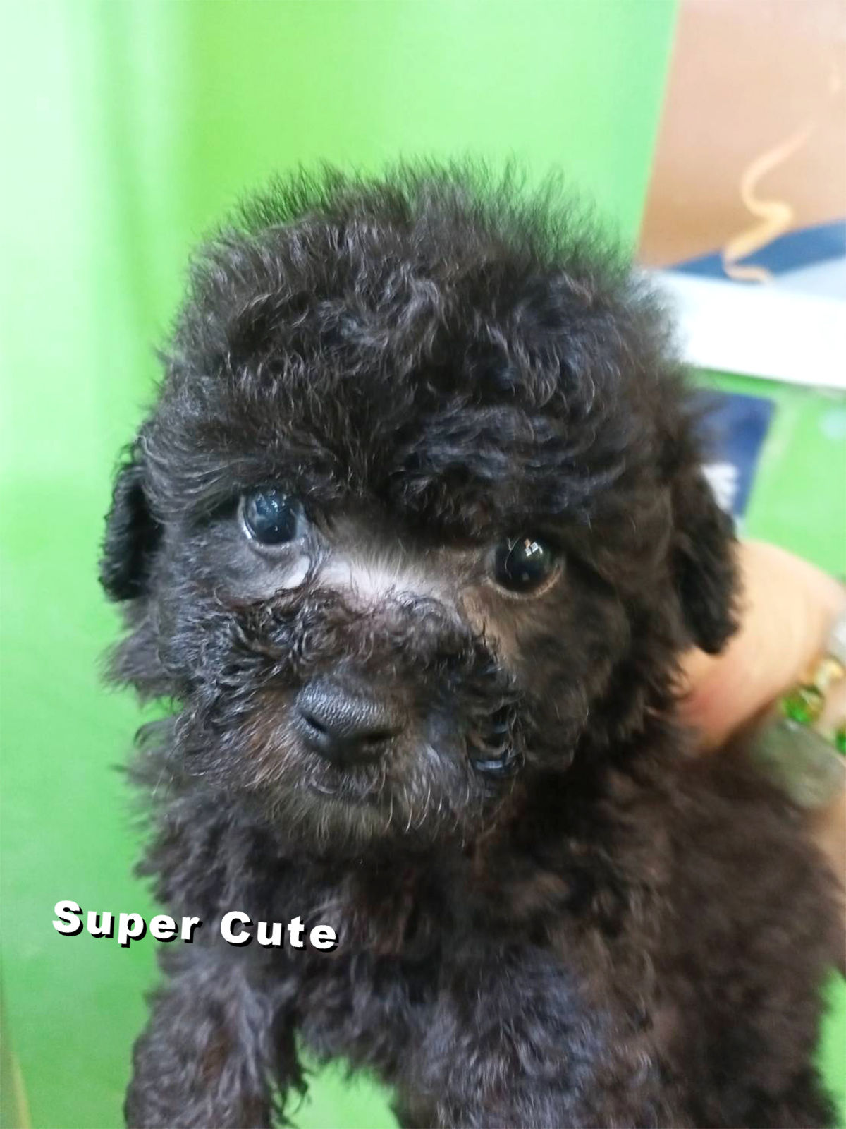 超可愛名犬社／迷你銀灰貴賓