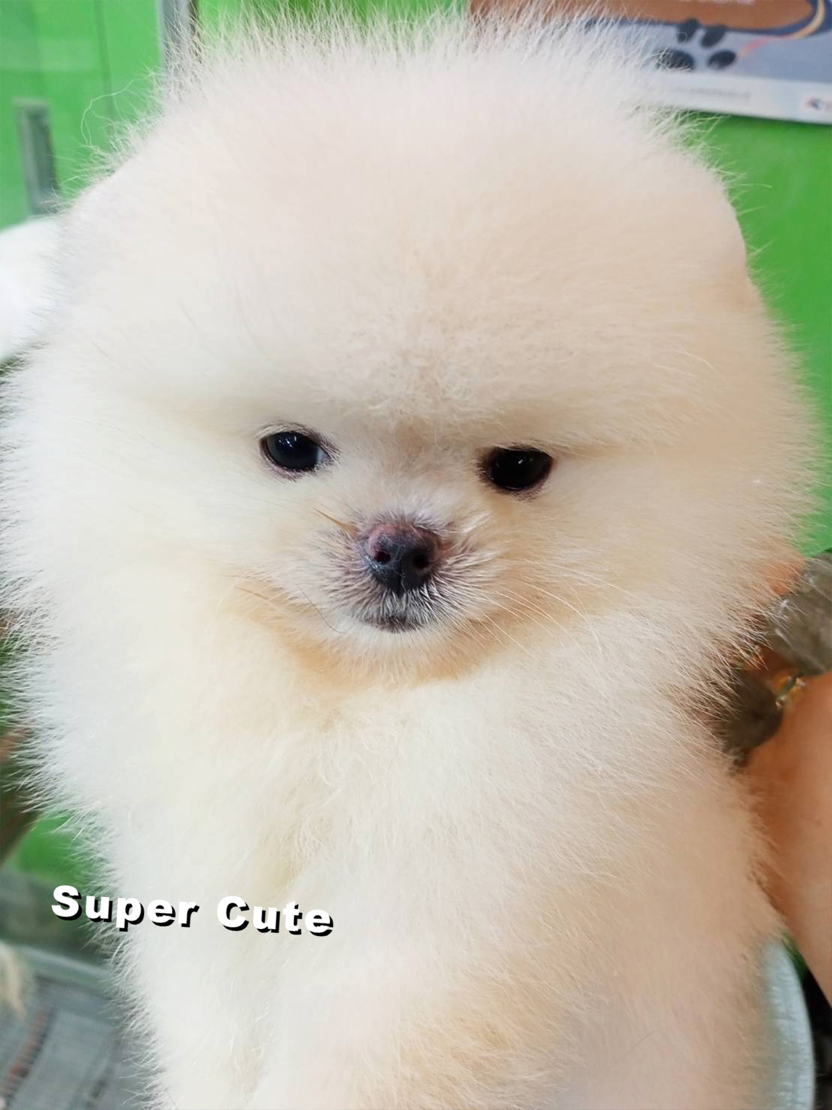 超可愛名犬社／爆毛奶油白博美