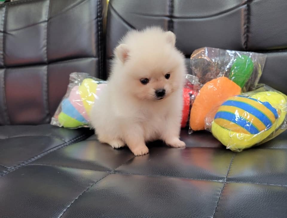 欣愛精品寵物生活館／奶油色博美