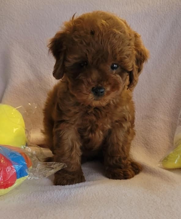 欣愛精品寵物生活館／紅貴賓