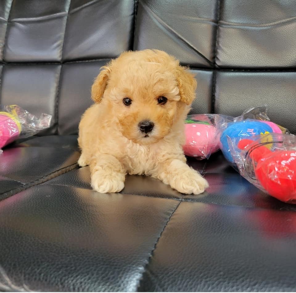 欣愛精品寵物生活館／奶油色貴賓