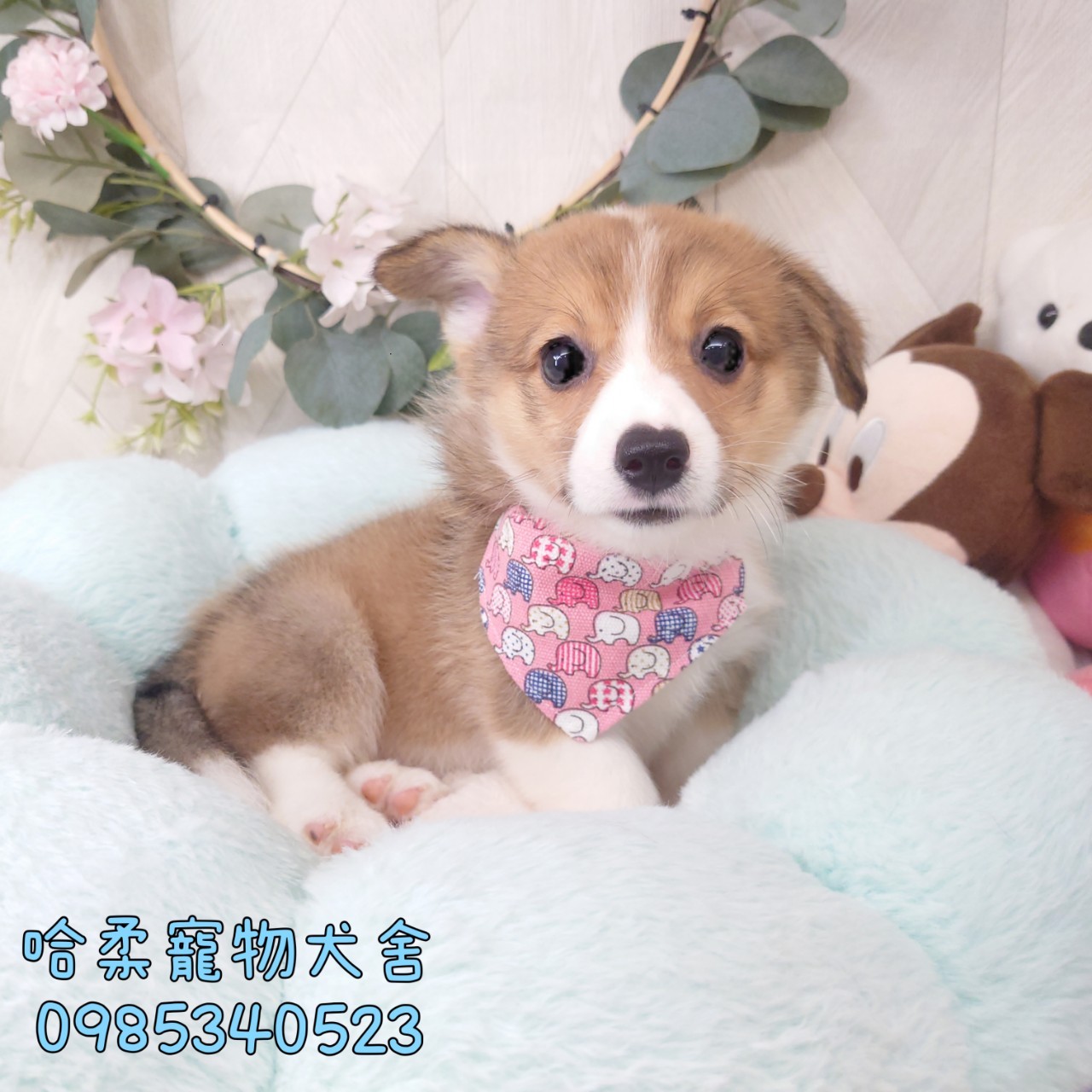 哈柔寵物犬舍／威爾斯黃白柯基犬