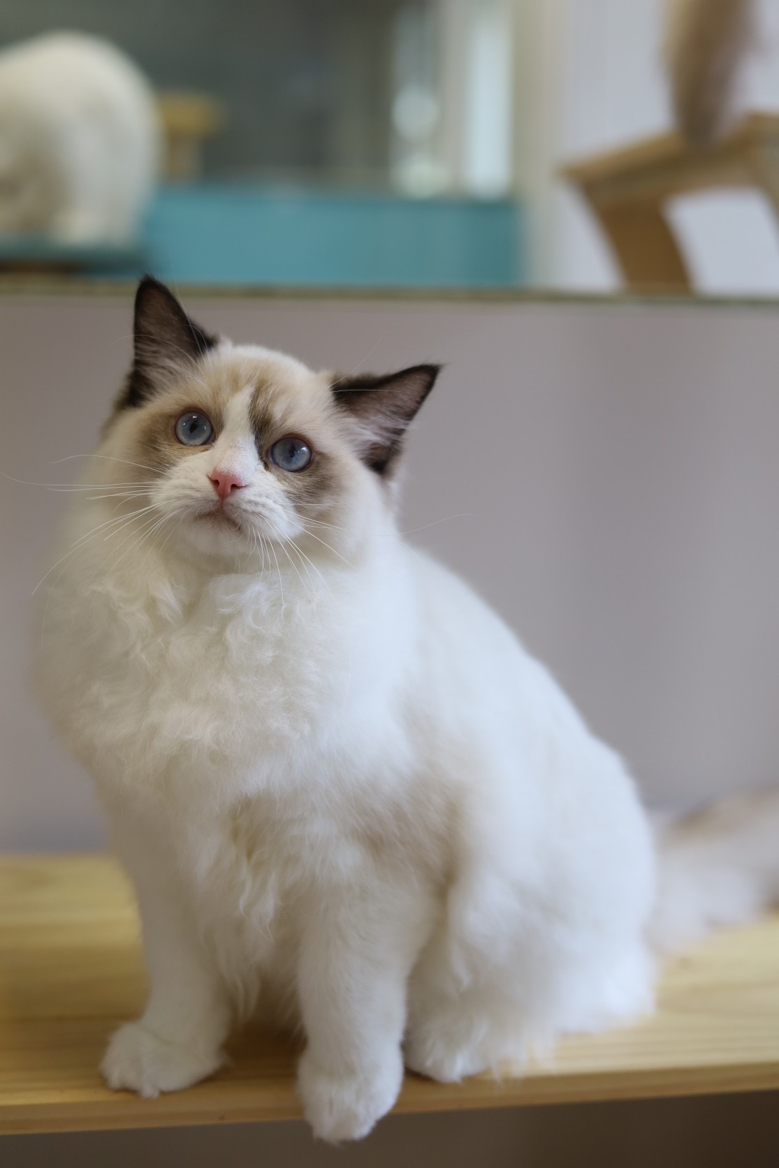 琥珀布偶貓舍／海豹雙色布偶貓