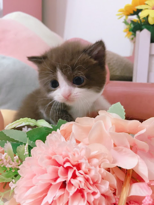 糖果卡通貓舍／肉桂白賓英國短毛貓