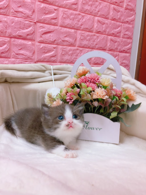 糖果卡通貓舍／巧克力白賓士曼斥肯